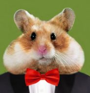 Crypto Hamster